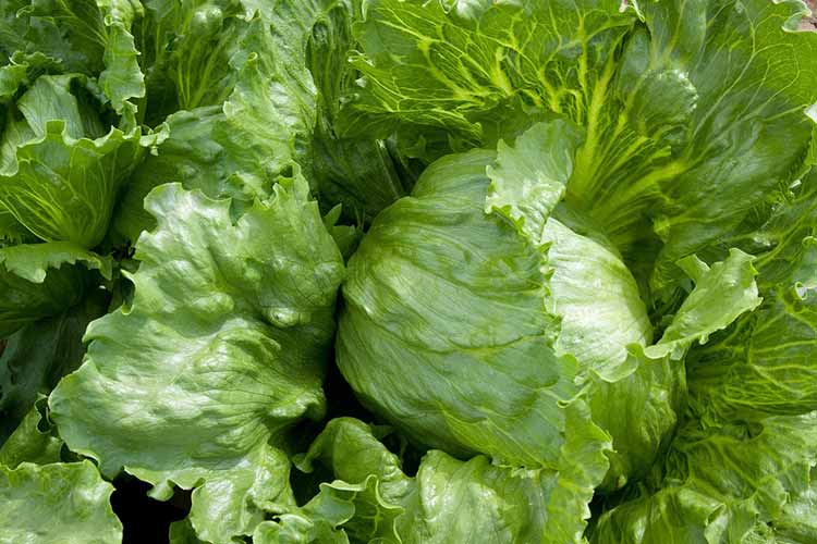 accumulation-of-heavy-metals-in-vegetables