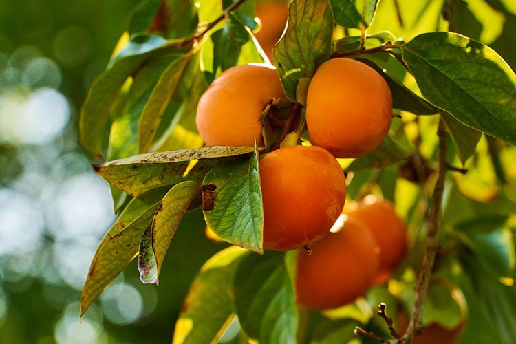 detection-of-heavy-metals-in-vegetables