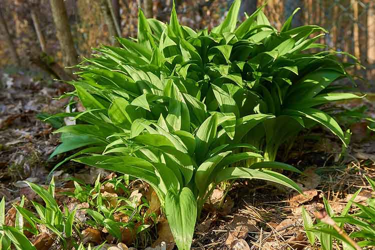 growing-vegetables-in-lead-contaminated-soil