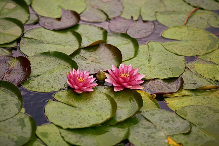 how-can-i-test-my-water