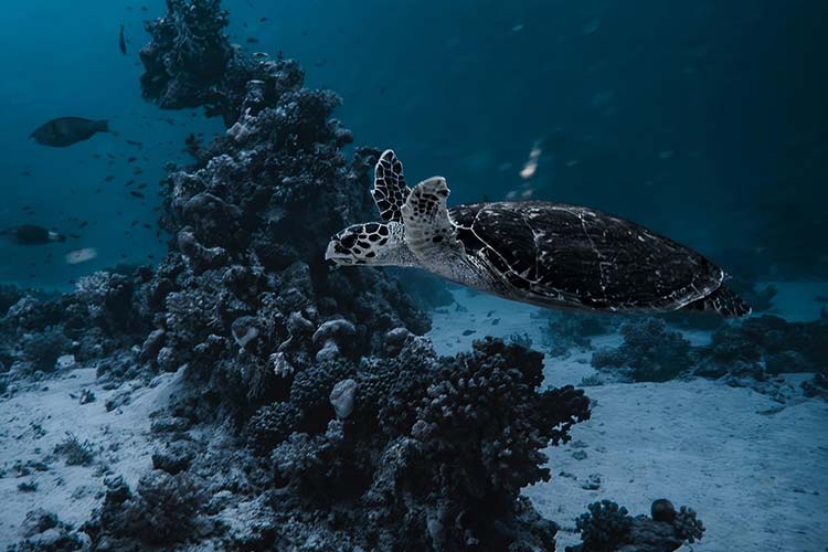 how-do-i-test-my-water