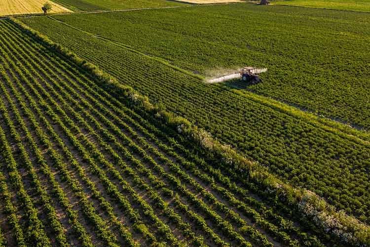 vegetables-low-in-heavy-metals