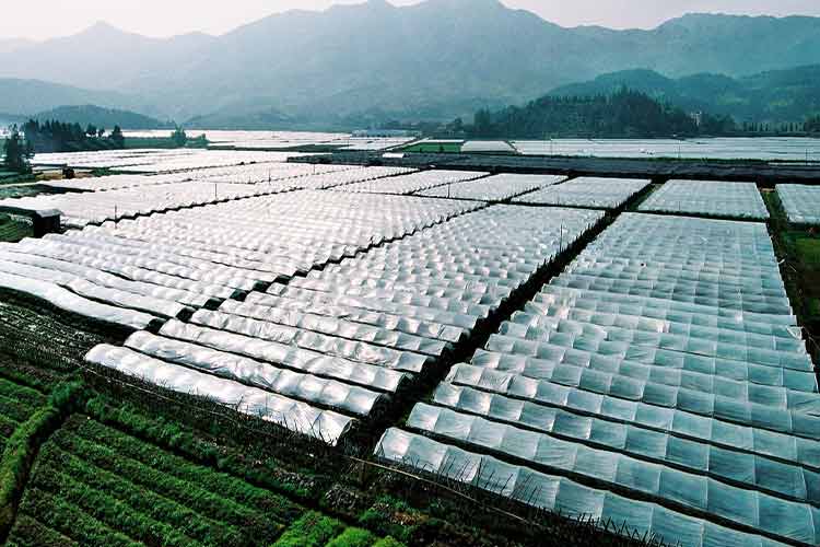 who-permissible-limit-of-heavy-metals-in-vegetables